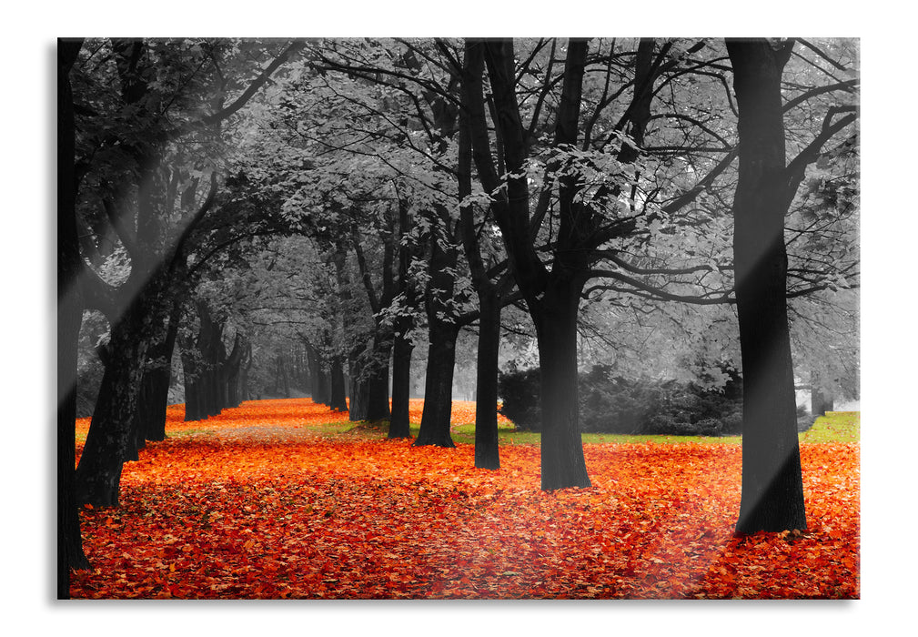 schöner Waldweg im Herbst, Glasbild