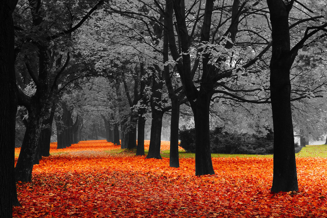 schöner Waldweg im Herbst, Glasbild