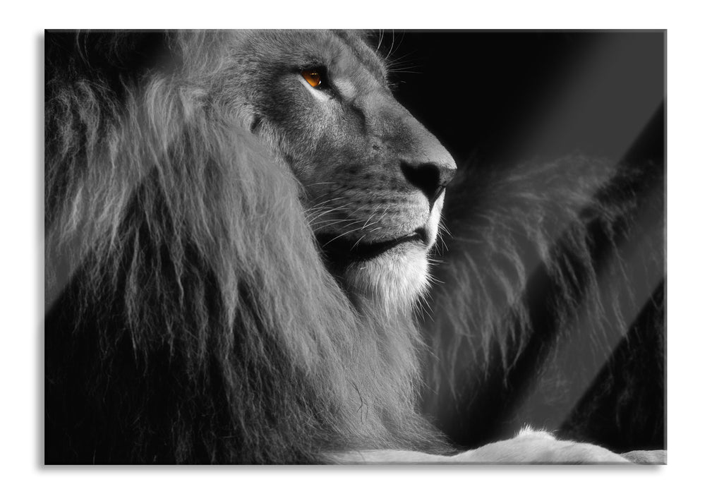 Pixxprint wunderschöner stolzer Löwe, Glasbild