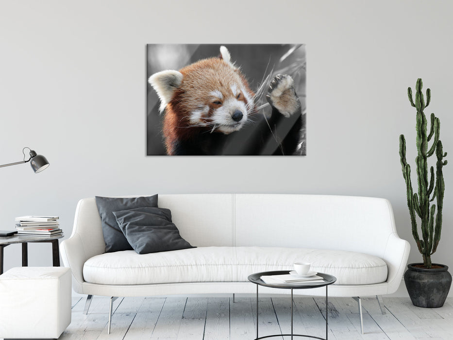 süßer Panda sagt Hallo, Glasbild