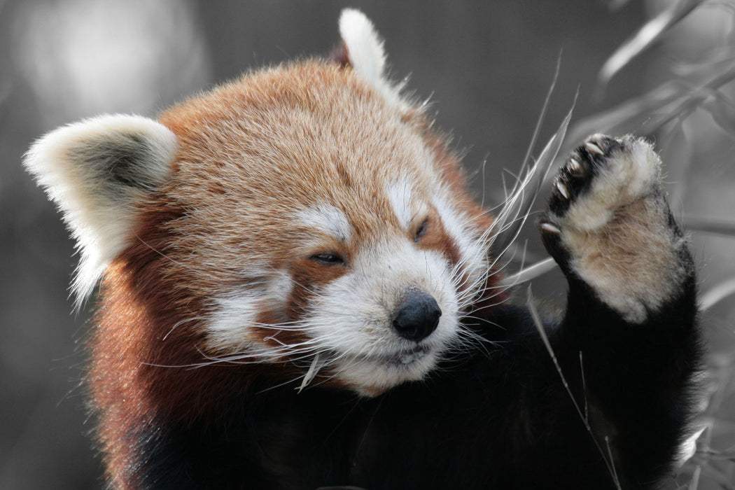 süßer Panda sagt Hallo, Glasbild