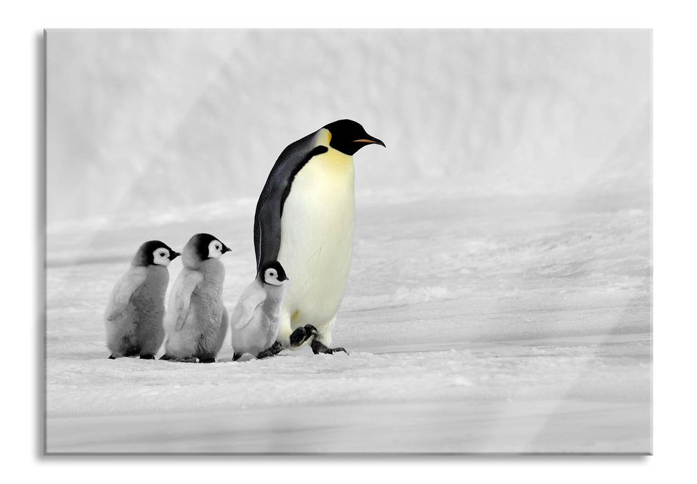 Pixxprint 4 Kaiserpinguine im Schnee, Glasbild