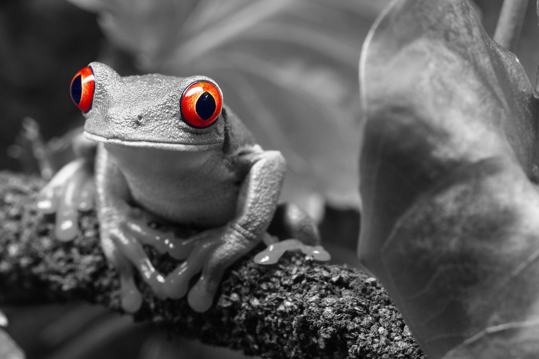 Süßer Rotaugenlaubfrosch auf Ast, Glasbild