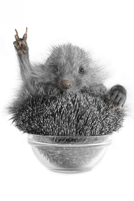 Igel in einer Schüssel, Glasbild