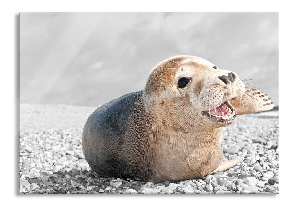 Babyrobbe am Strand, Glasbild