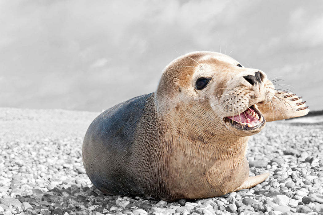 Babyrobbe am Strand, Glasbild