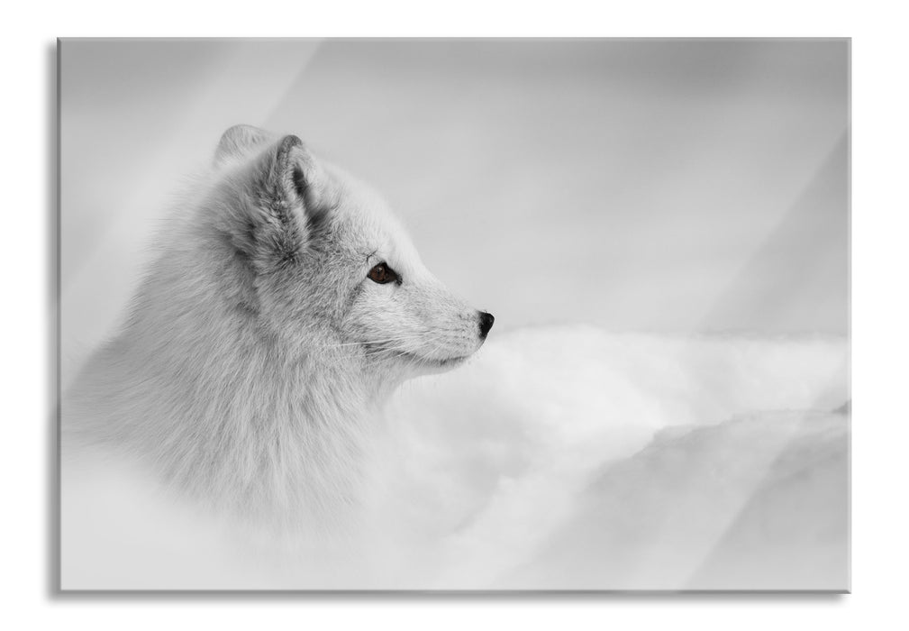 Pixxprint Anmutiger Polarfuchs im Schnee, Glasbild