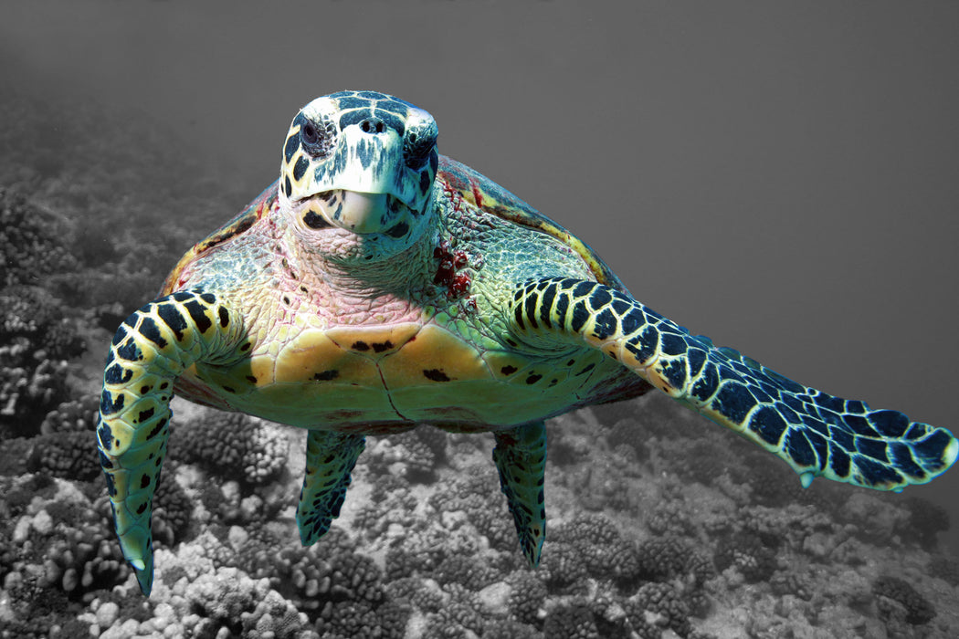 Schildkröte Korallenriff, Glasbild