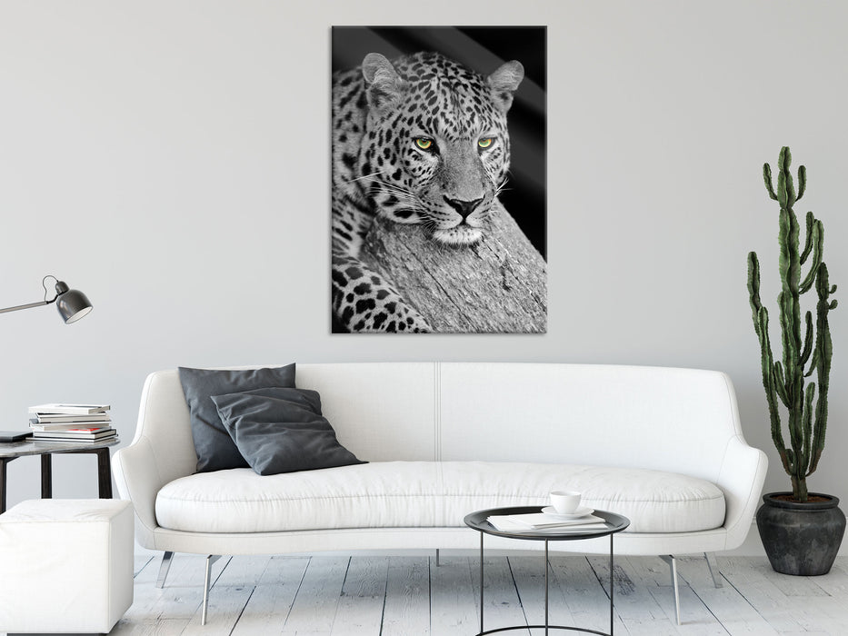 ruhender Leopard, Glasbild