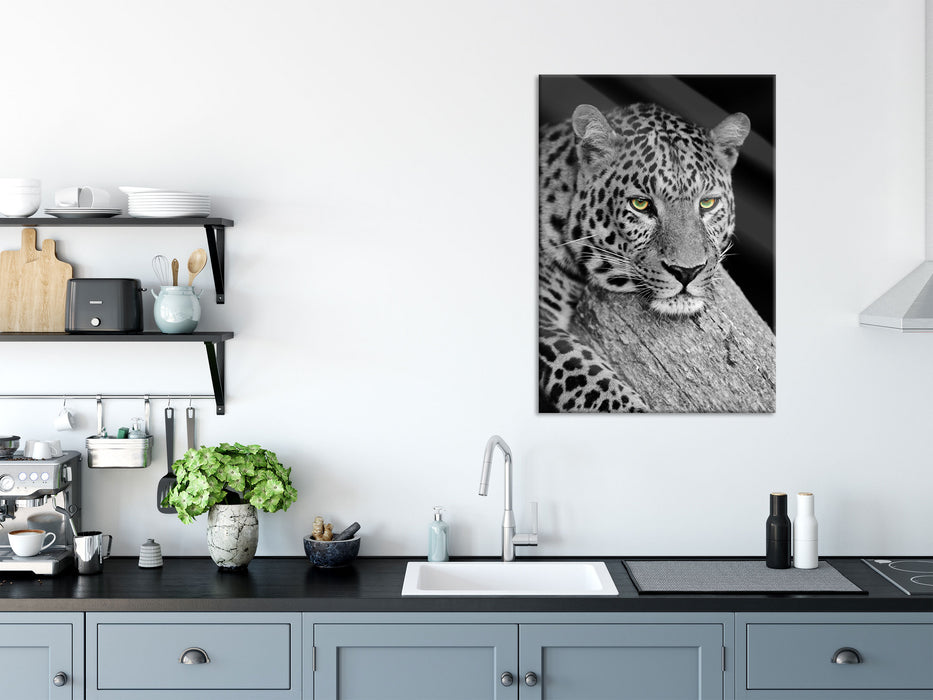 ruhender Leopard, Glasbild