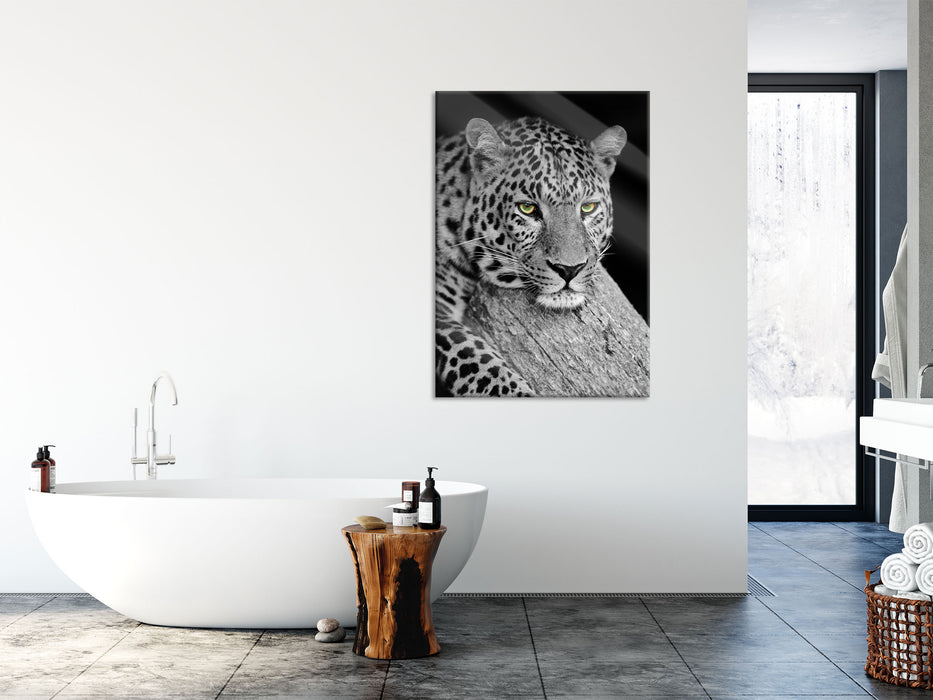 ruhender Leopard, Glasbild