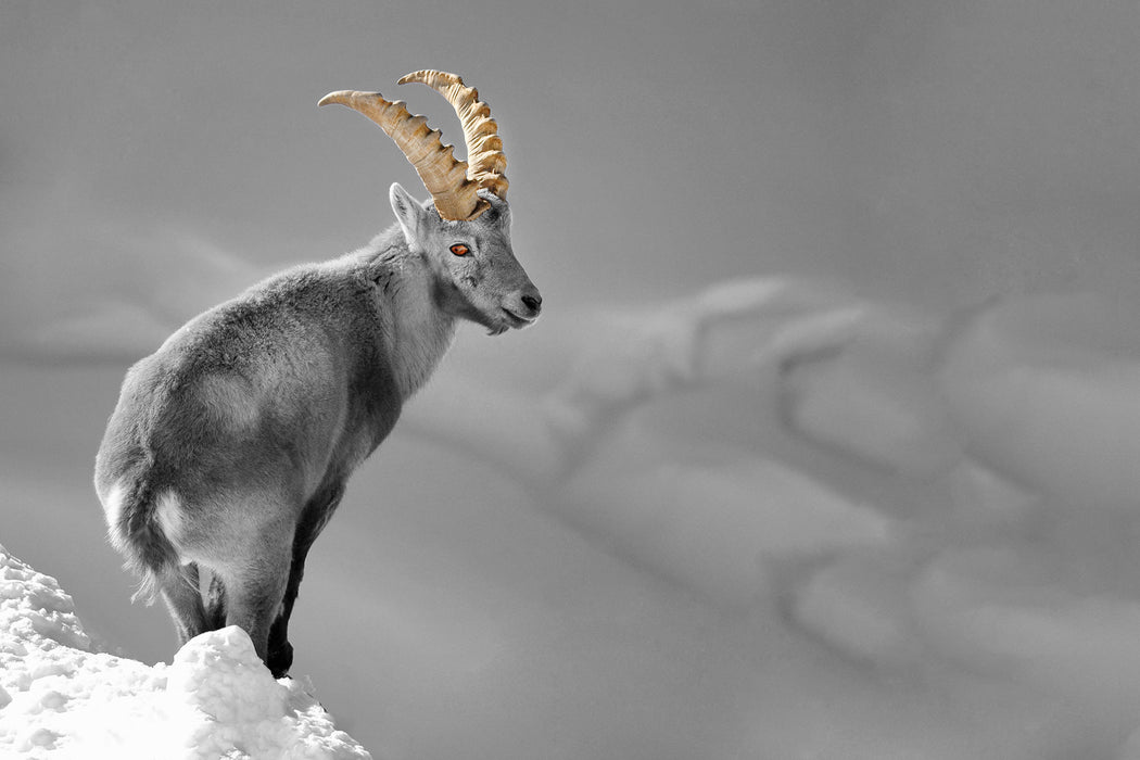 schöner Steinbock im Schnee, Glasbild