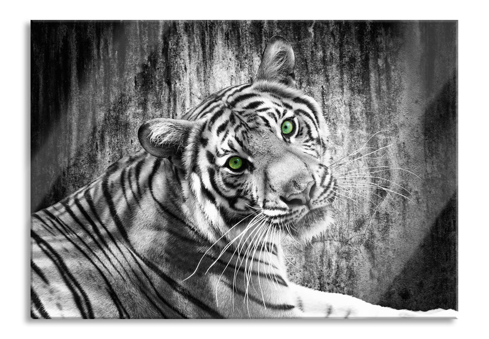 Pixxprint schöner neugieriger Tiger, Glasbild