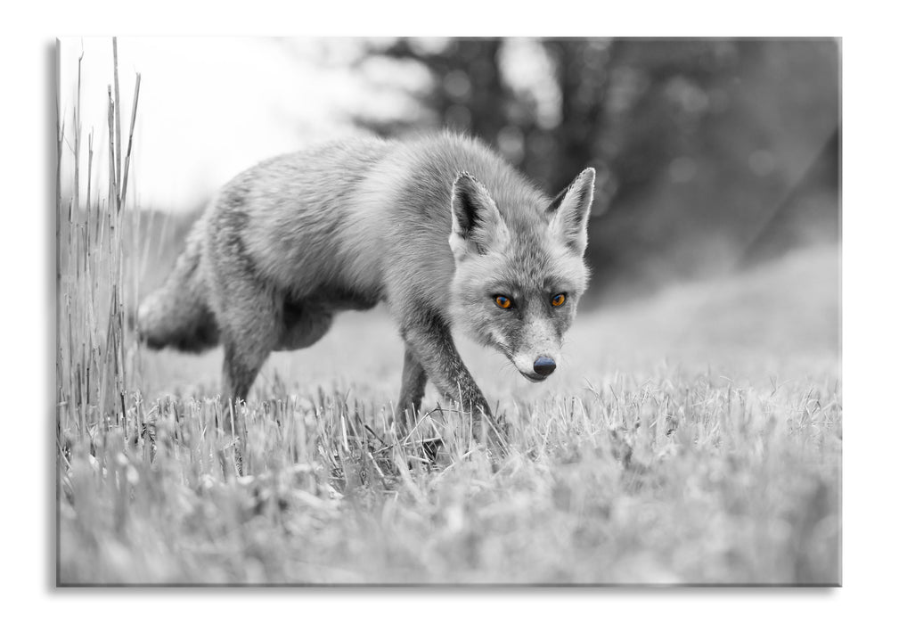 Pixxprint wunderschöner Fuchs, Glasbild