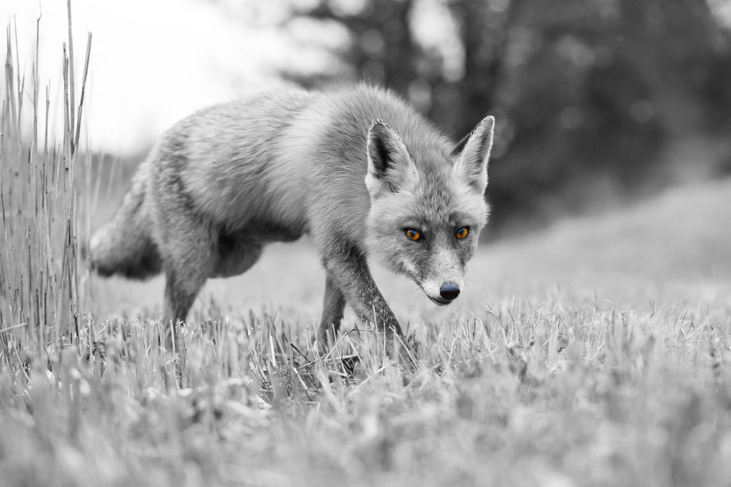 wunderschöner Fuchs, Glasbild