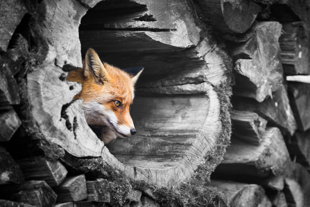 schöner Fuchs im Baumstamm, Glasbild