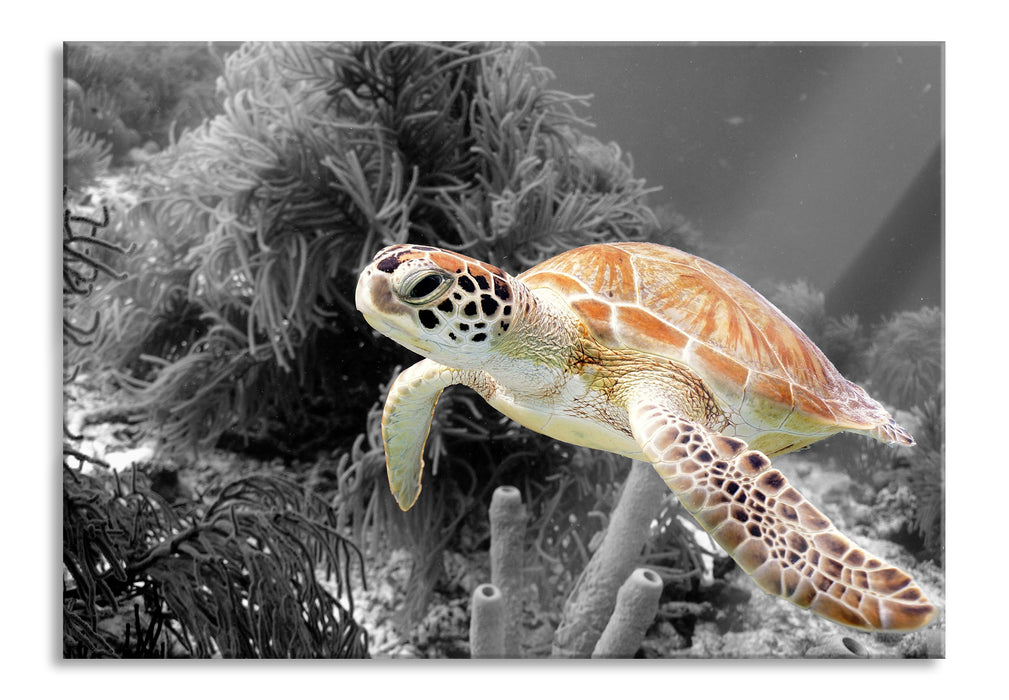 Pixxprint wunderschöne Meeresschildkröte, Glasbild