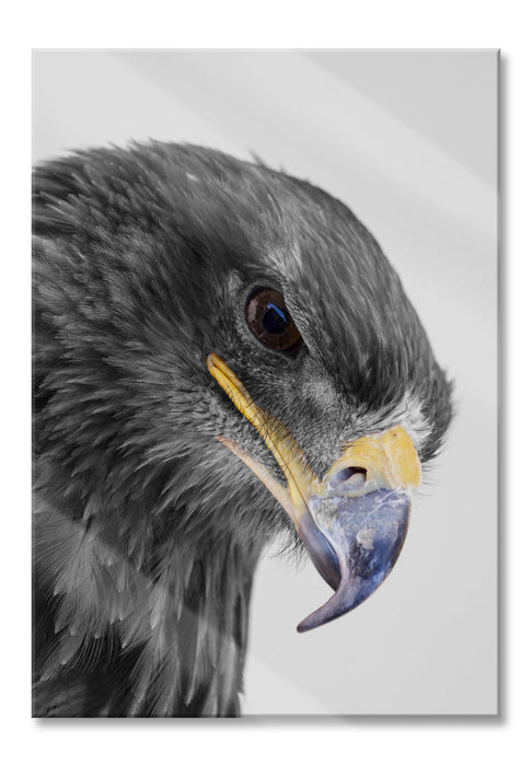 Pixxprint wunderschöner Adler im Portrait, Glasbild