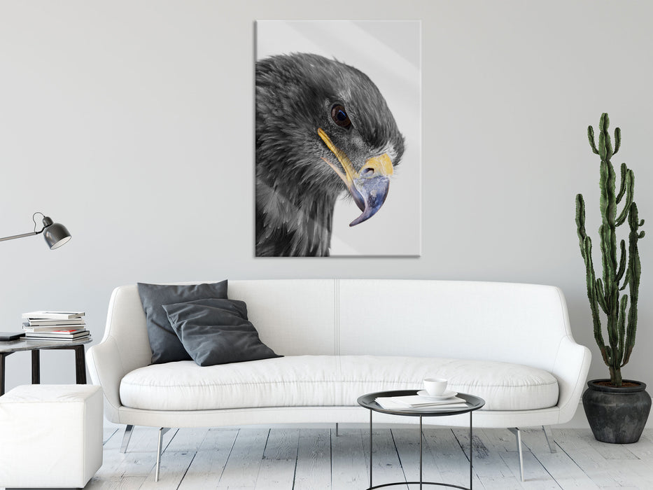 wunderschöner Adler im Portrait, Glasbild