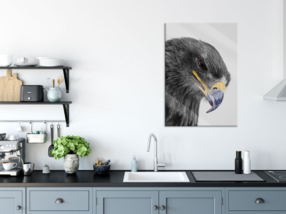 wunderschöner Adler im Portrait, Glasbild