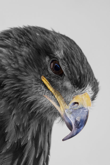 wunderschöner Adler im Portrait, Glasbild