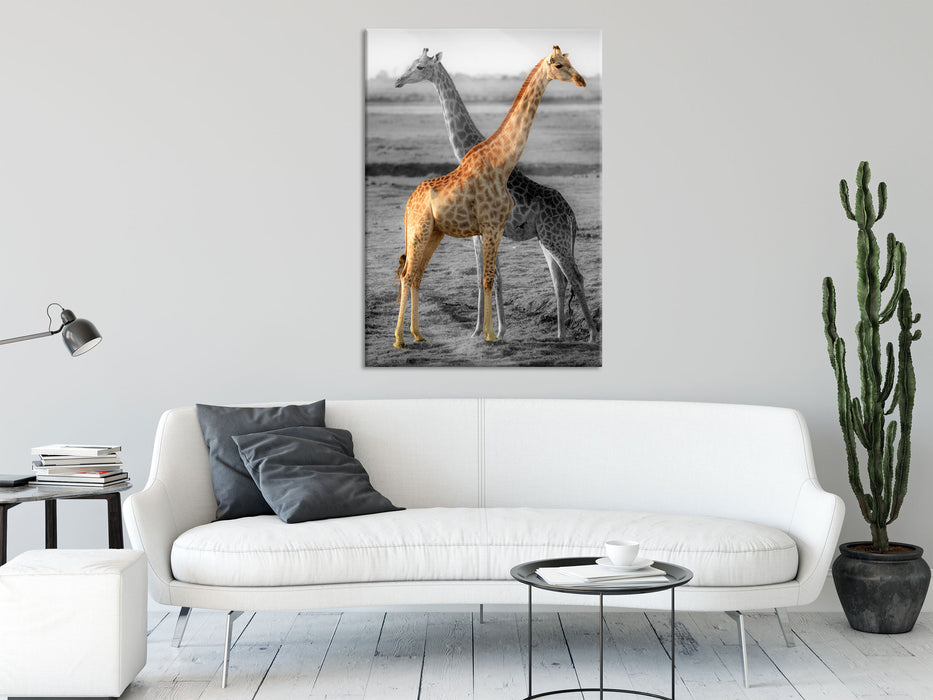 schöne Giraffen in der Steppe, Glasbild