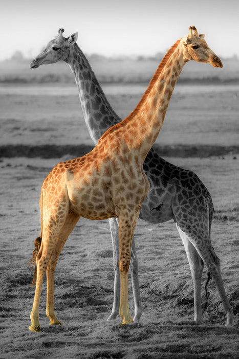 schöne Giraffen in der Steppe, Glasbild