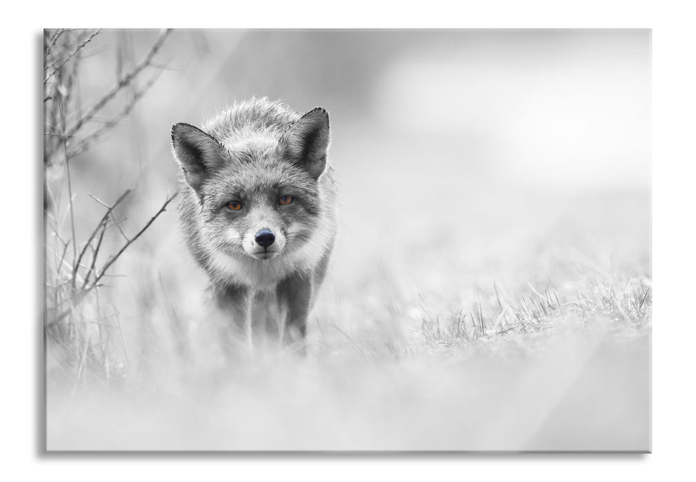 Pixxprint hübscher schleichender Fuchs, Glasbild