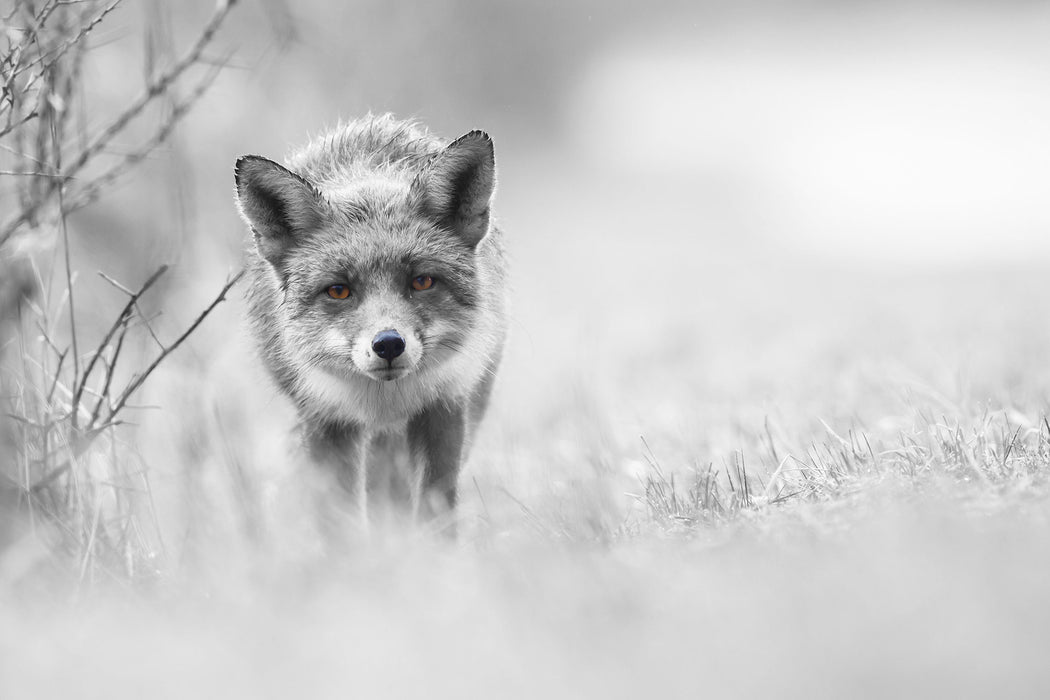 hübscher schleichender Fuchs, Glasbild