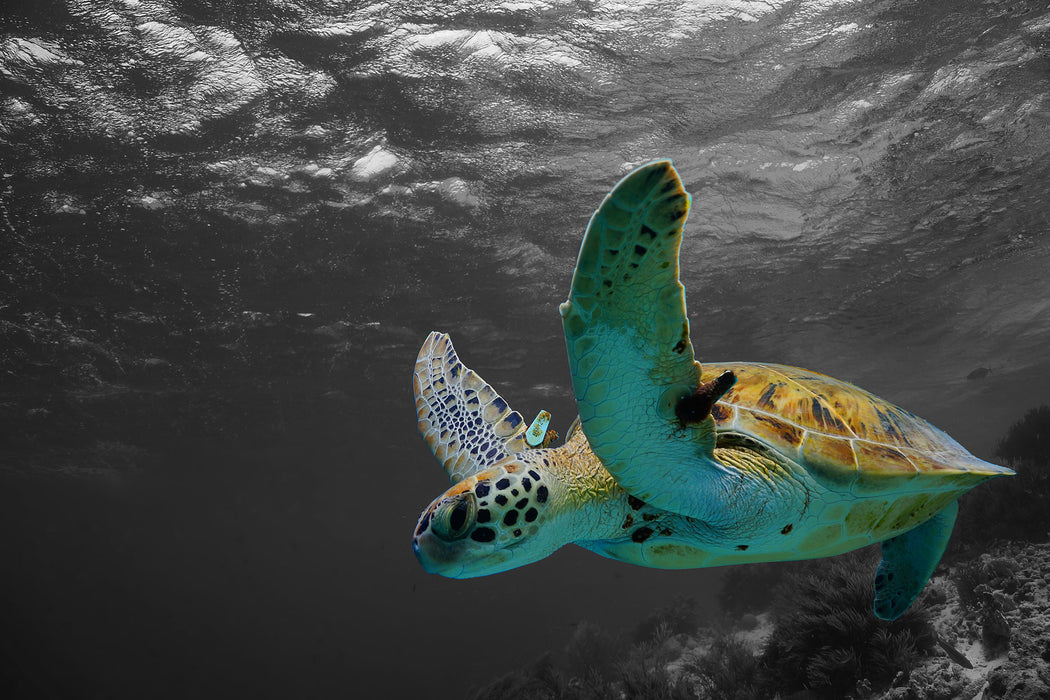 Schildkröte über dem Riff, Glasbild