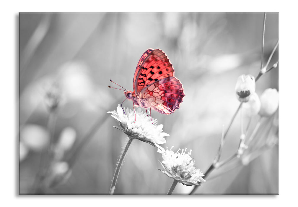 Pixxprint Schmetterling auf Blüte, Glasbild