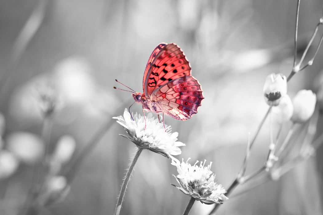 Schmetterling auf Blüte, Glasbild