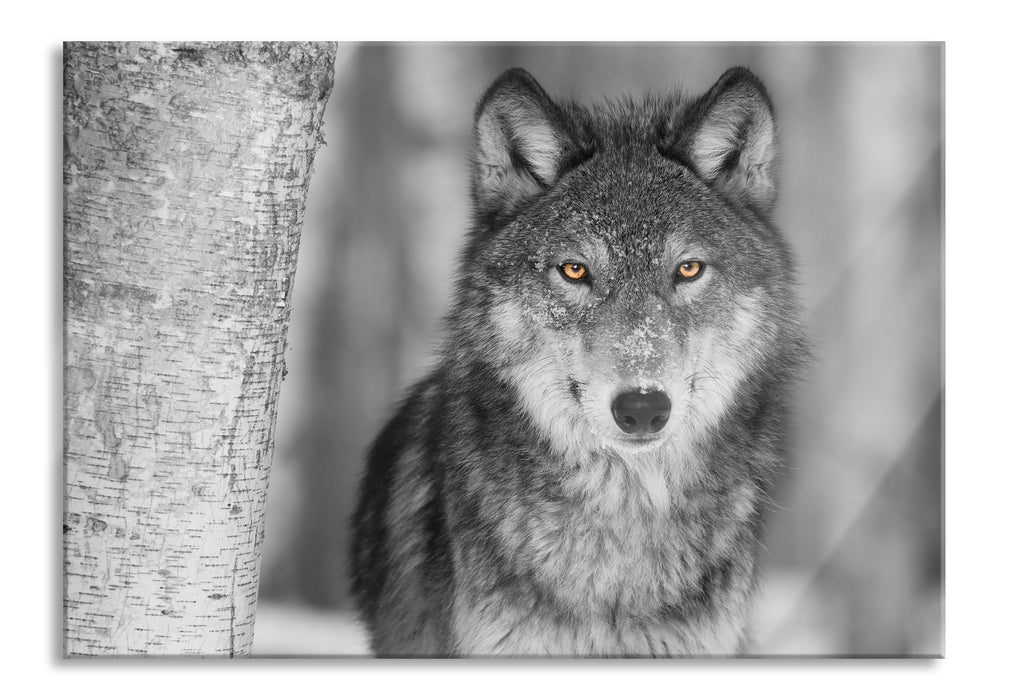 wunderschöner wachsamer Wolf, Glasbild