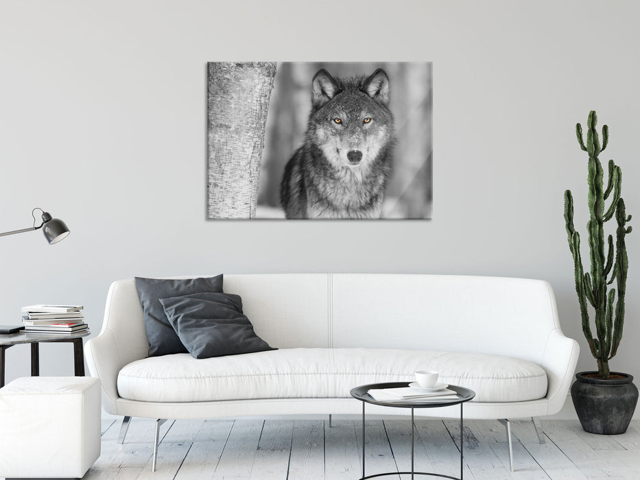 wunderschöner wachsamer Wolf, Glasbild