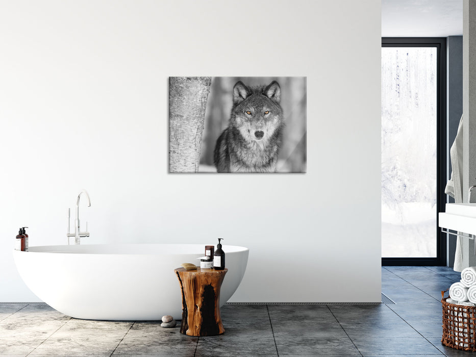 wunderschöner wachsamer Wolf, Glasbild