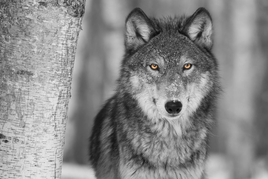 wunderschöner wachsamer Wolf, Glasbild