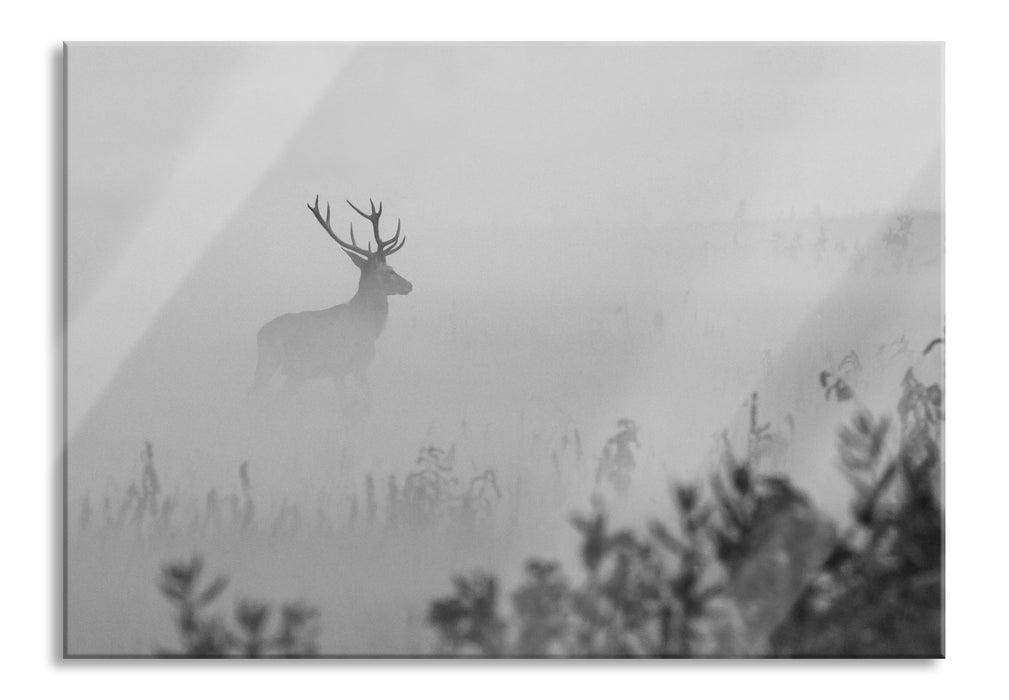 Pixxprint Hirsch im Nebel, Glasbild