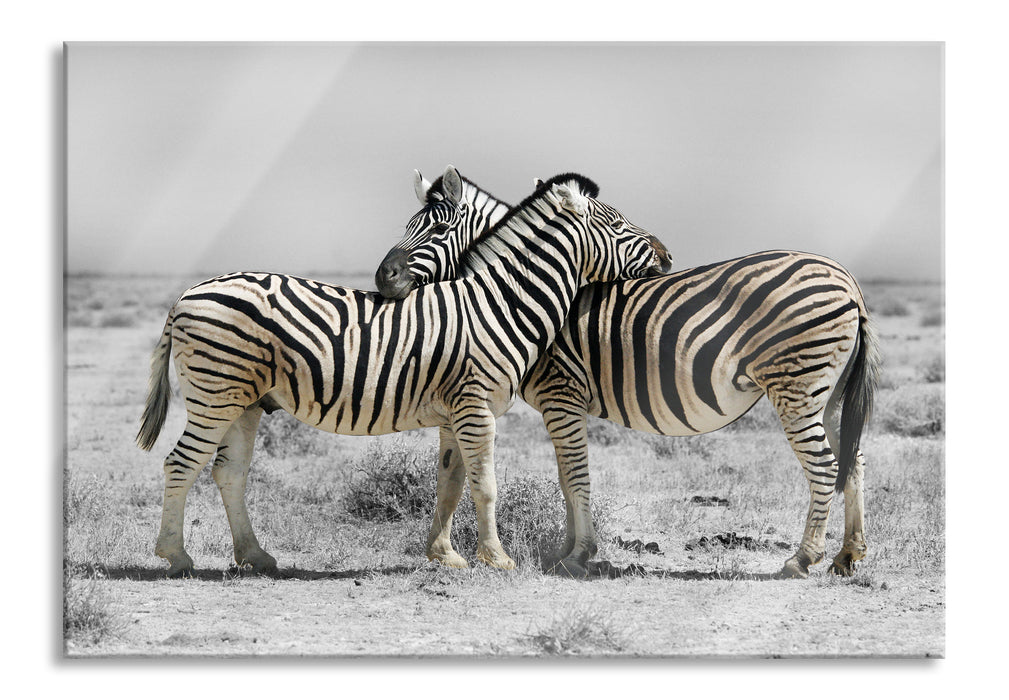 Pixxprint Zebras in der Savanne, Glasbild