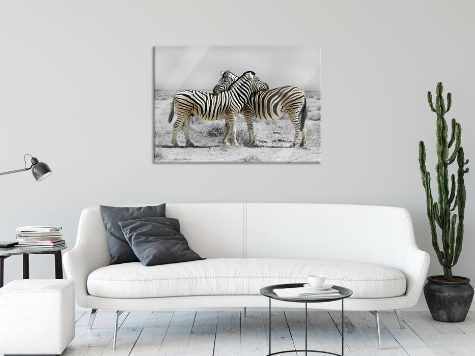 Zebras in der Savanne, Glasbild