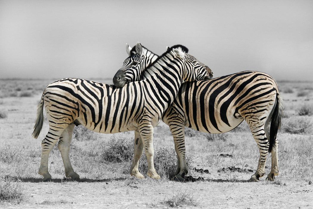 Zebras in der Savanne, Glasbild