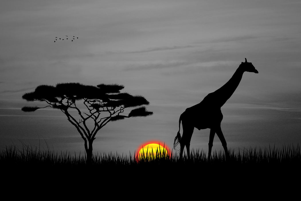 Giraffe im Sonnenuntergang, Glasbild