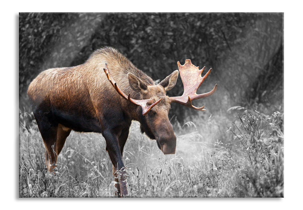 Pixxprint prächtiger Elch auf Wiese, Glasbild