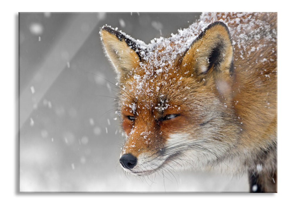 Pixxprint wunderschöner Fuchs im Schnee, Glasbild