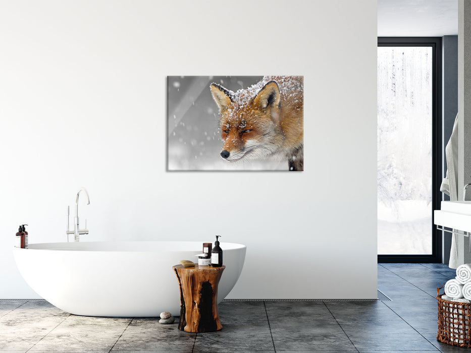 wunderschöner Fuchs im Schnee, Glasbild