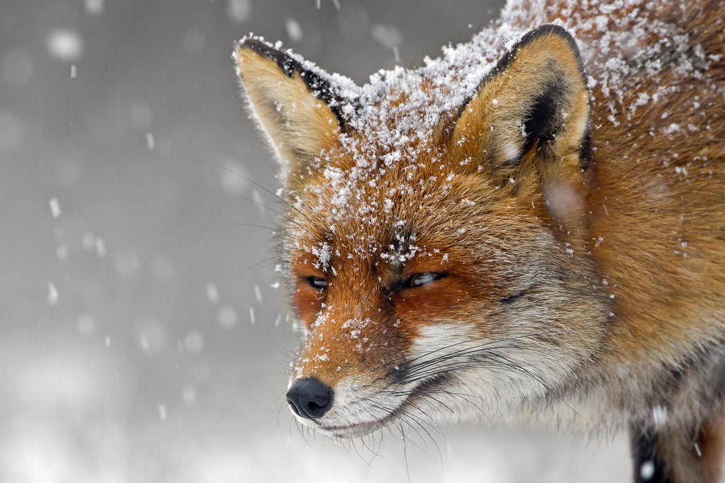 wunderschöner Fuchs im Schnee, Glasbild