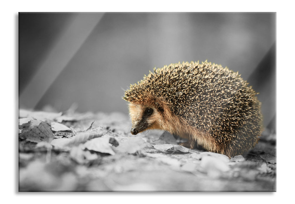 kleiner süßer Igel im Laub, Glasbild