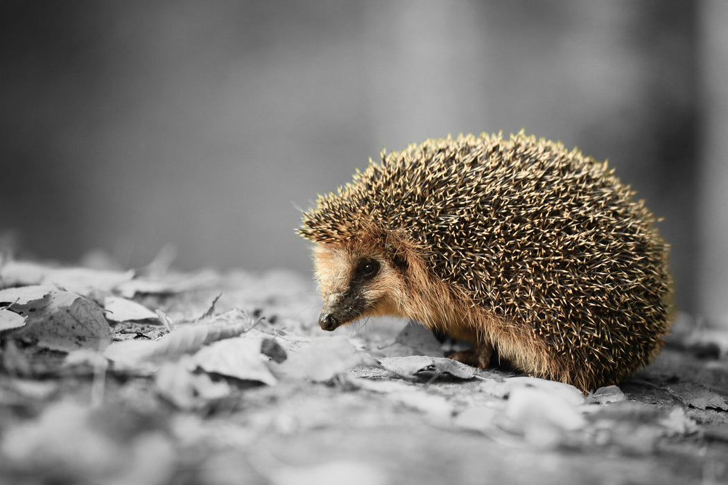 kleiner süßer Igel im Laub, Glasbild