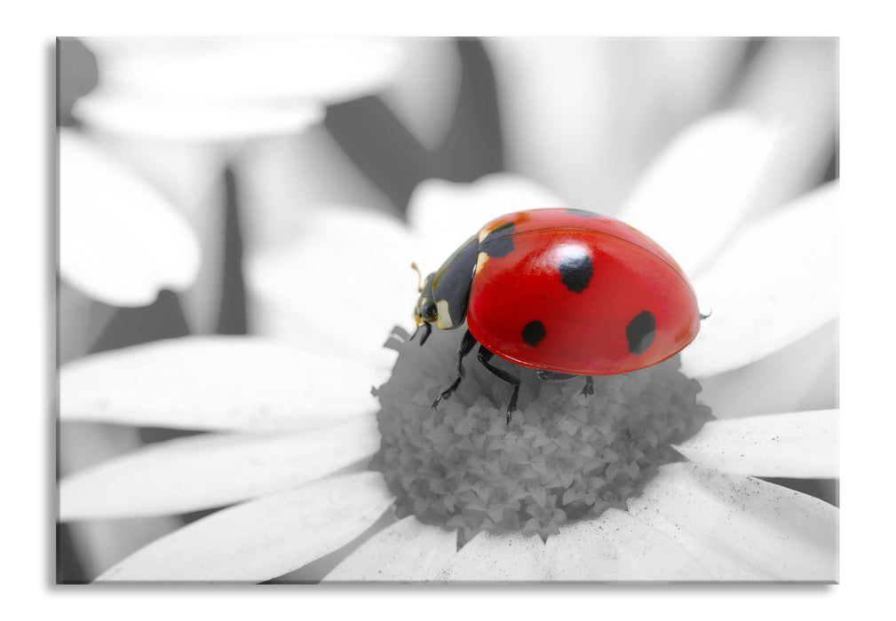 süßer Marienkäfer auf Gänseblume, Glasbild