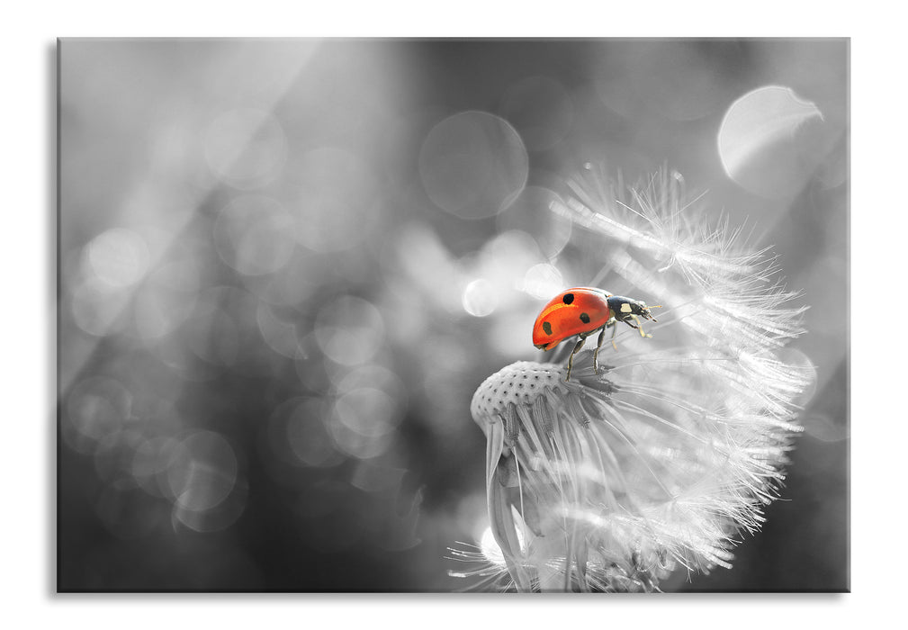 Pixxprint Marienkäfer auf Pusteblume, Glasbild