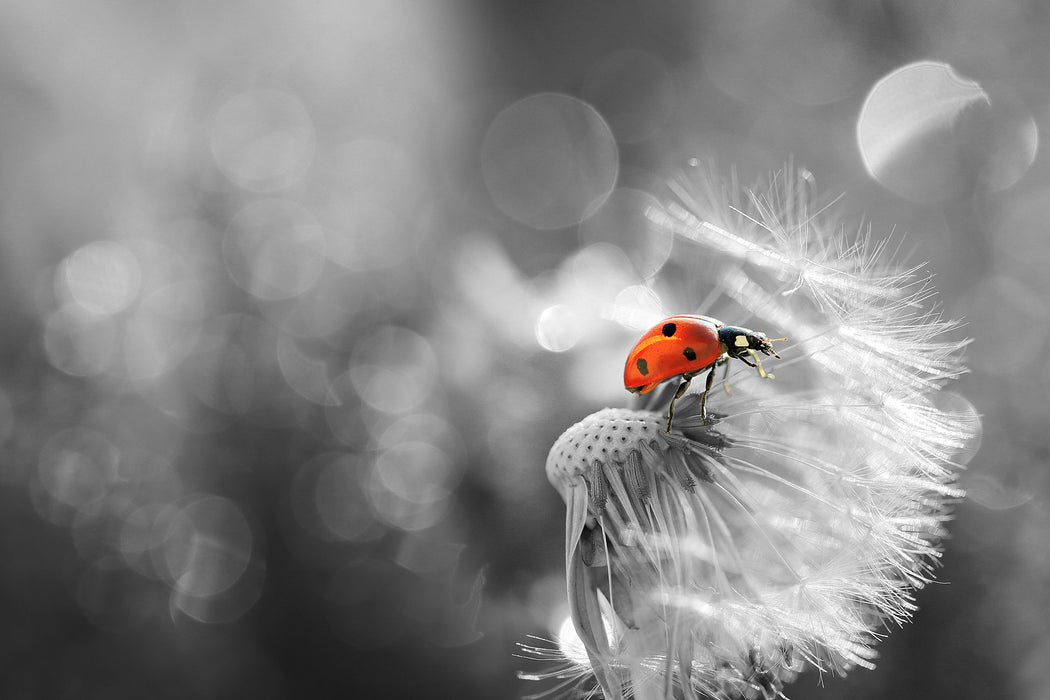 Marienkäfer auf Pusteblume, Glasbild